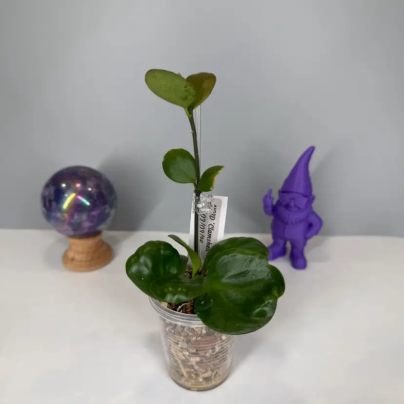 O02 NoID (Clamshell)