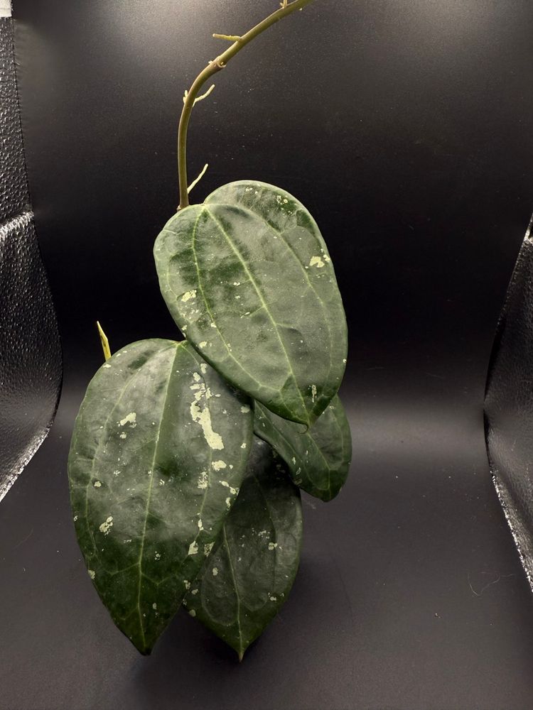 Hoya Latifolia MRH