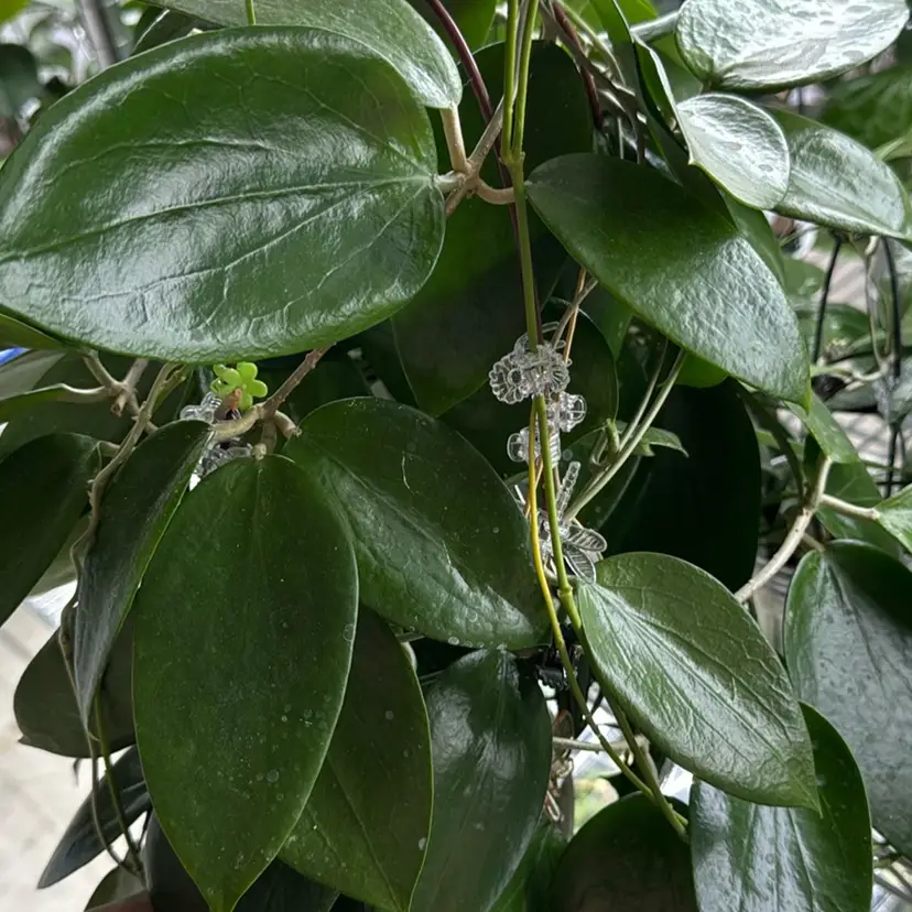 Aldrichii Top cut 3 nodes