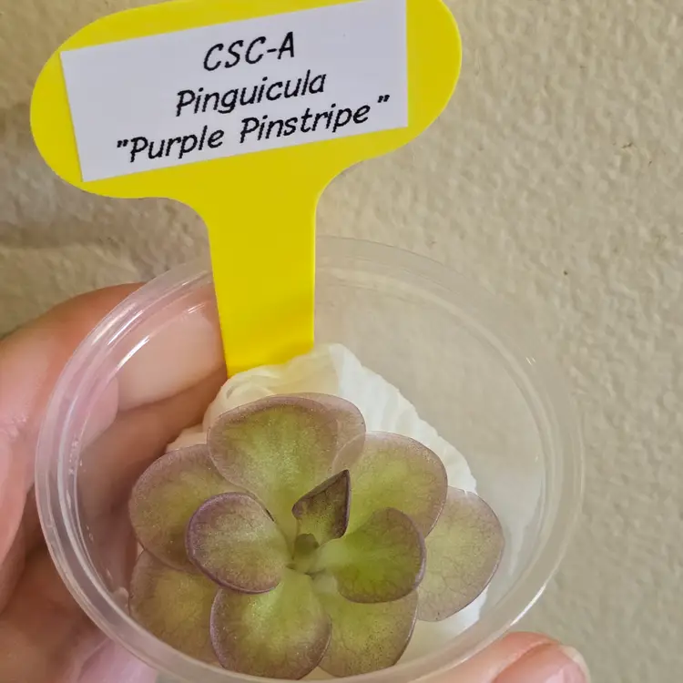 CSC-A Pinguicula "Purple Pinstripe"