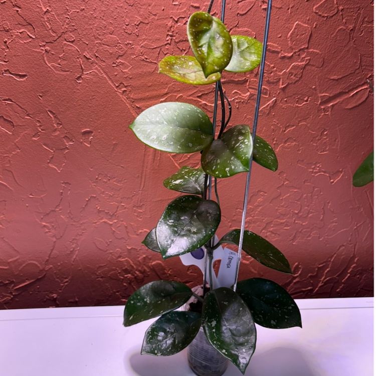 171 Hoya carnosa