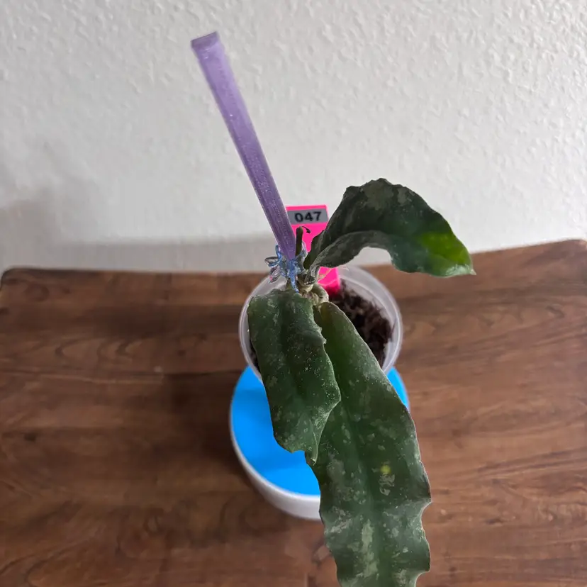 047 - Hoya Undulata