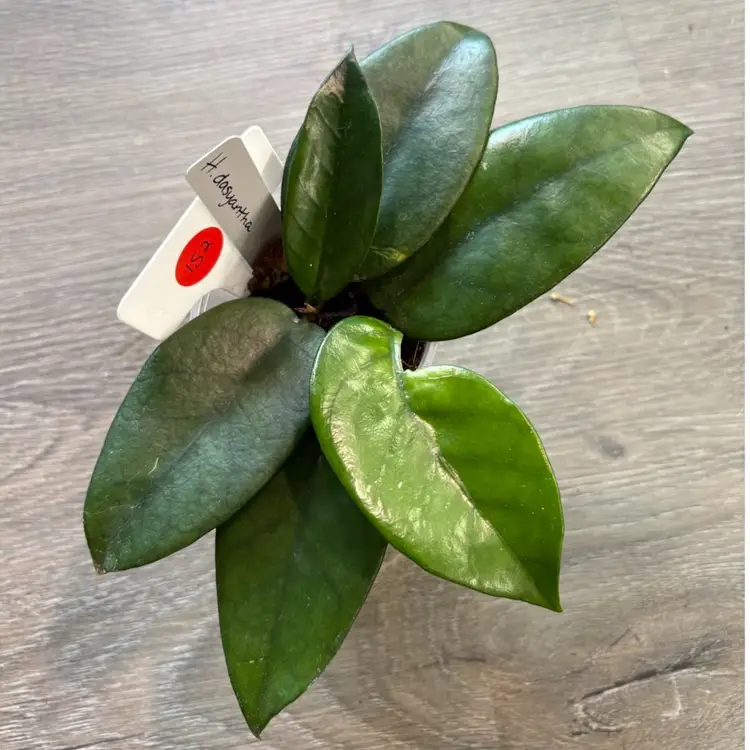 Hoya dasyantha (grower’s choice)