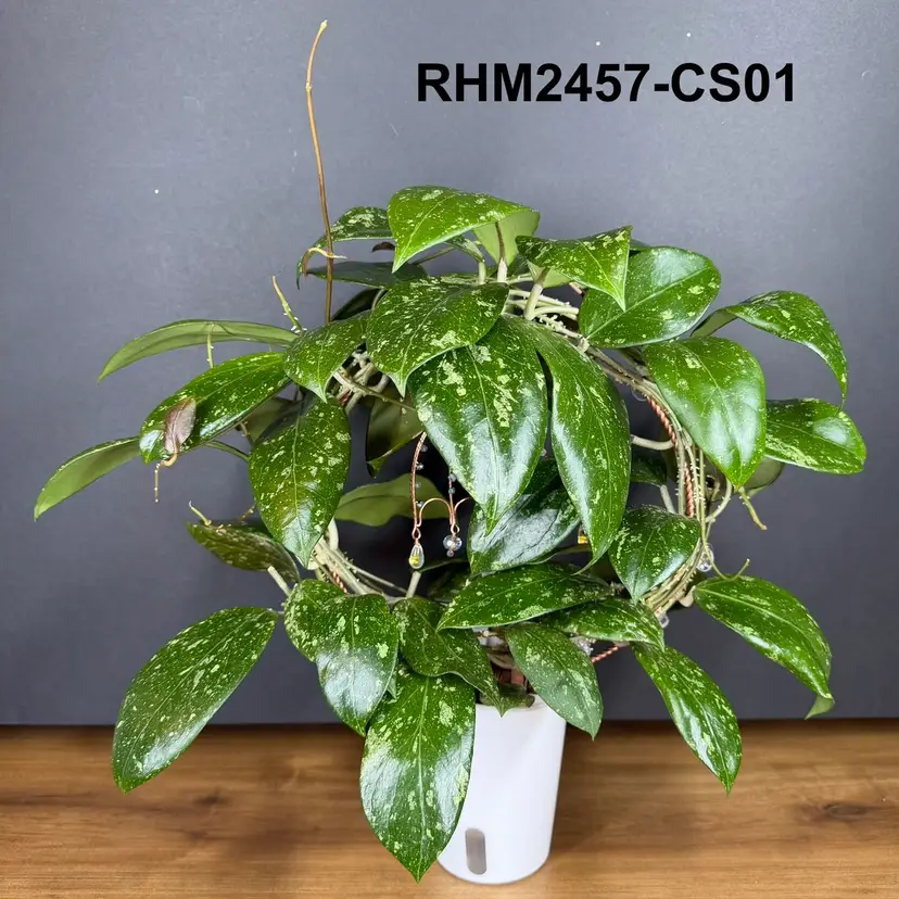 Clemensiorum Seedlings Cutting Box