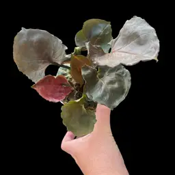 #01 - Syngonium Strawberry Ice