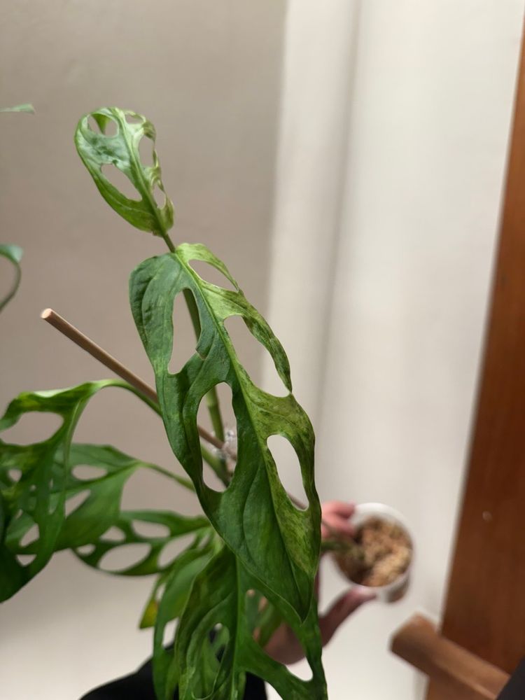 Monstera Indonesian Mint