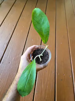 Hoya Tangammus purple