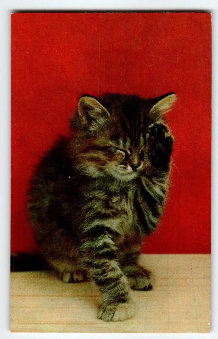 Calico Fluffy Kitten Cat Postcard Chrome Unposted Vintage Tichnor Bros. Cute