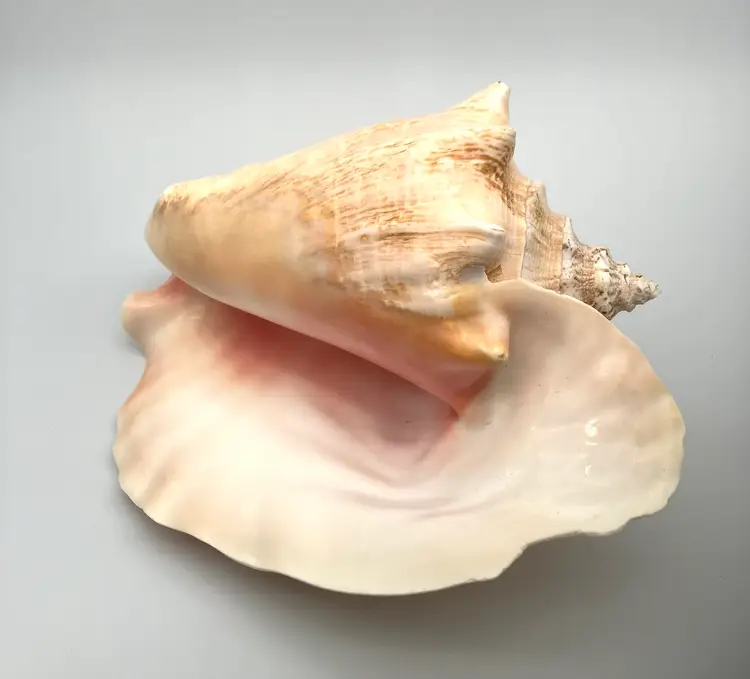 BIN - Large 10” x 8” x 5.5” Conch Shell Beach Decor Pink Inside