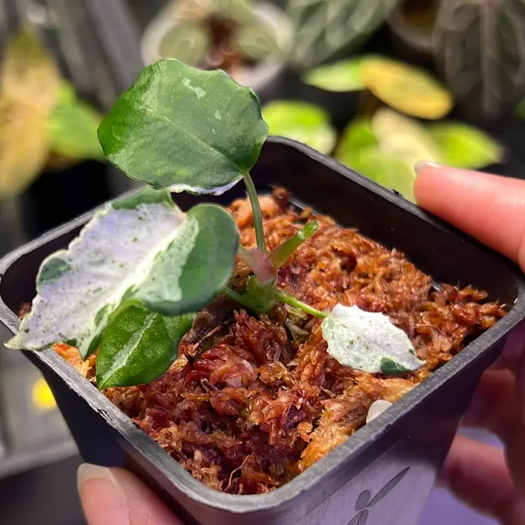 5279 Anthurium Bulbasaur