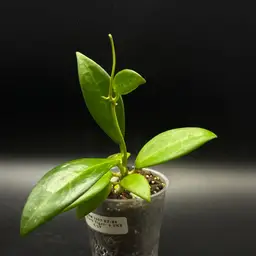 **SEEDLING** Hoya RHM2507 KZ-04 (AH Black Tiger x Unk)