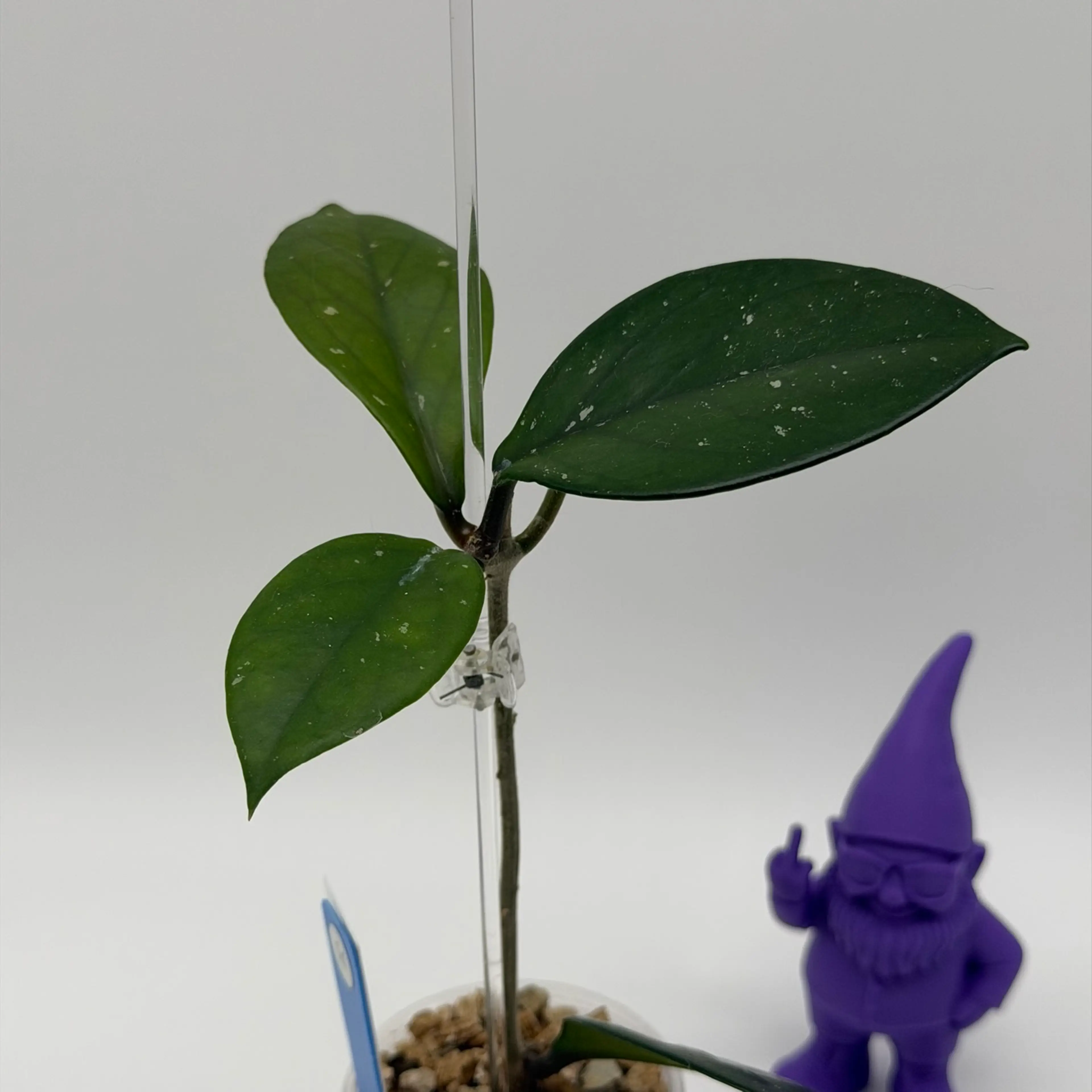 Image 2 of 2