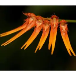 Bulbophyllum Pumpkin Spice 3