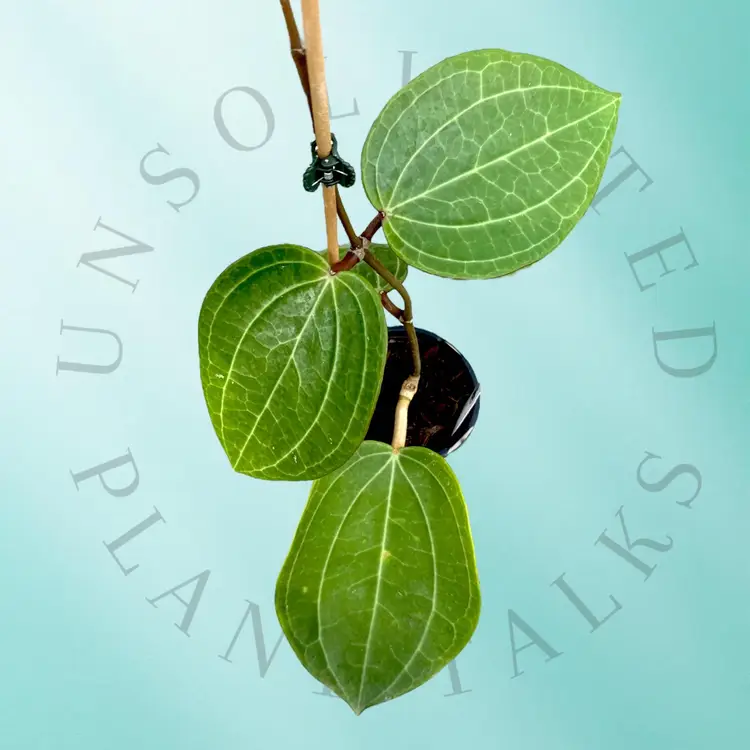 PS0762 - Hoya latifolia (Dinner Plate)