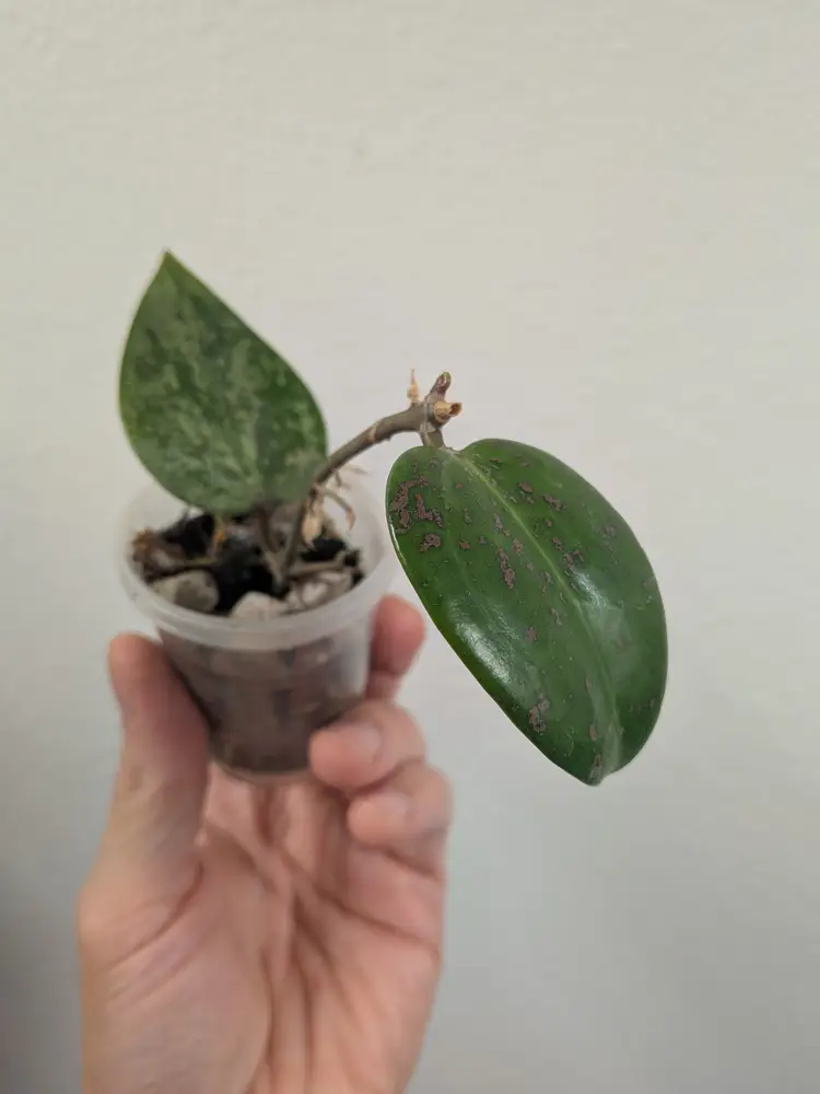 Hoya AH aurora (pink splash) 0088