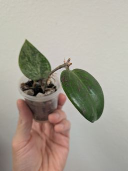 Hoya AH aurora (pink splash) 0088