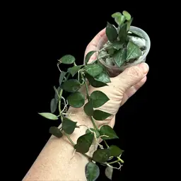 20- RHM My Little Runaway