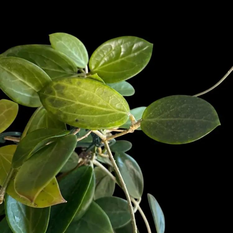 037-One Node Cuttings AH Black Tiger . One Node 2 Leaves .