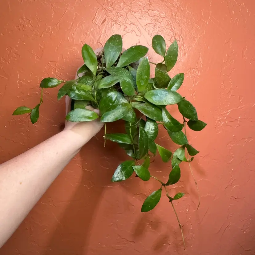 41 Hoya walliniana hanging basket