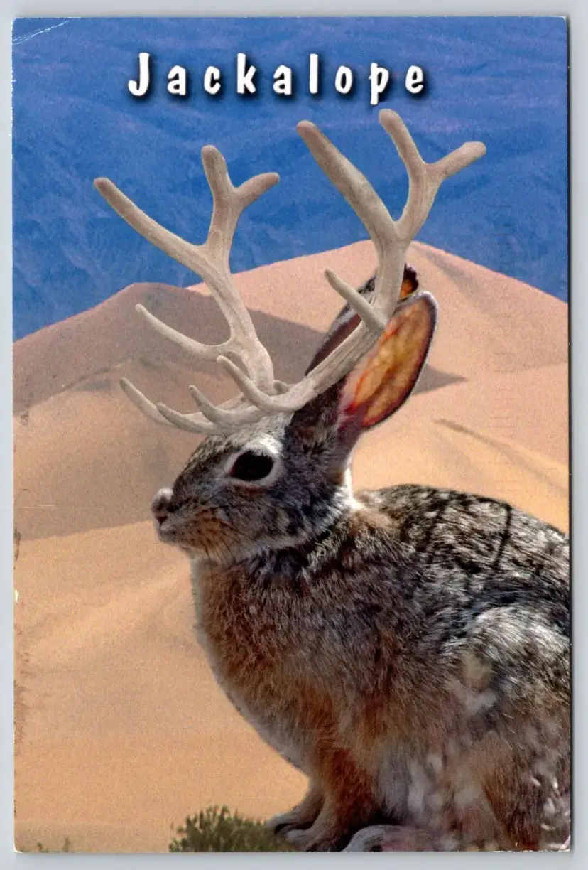 Postcard Wild Western Jackalope Antelabbit Mythical Creatures Sand Dunes -  8945