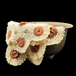 Brass Footed Bowl with 4 Doilies   6"