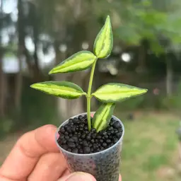 Hoya Bella ‘Sandwich’