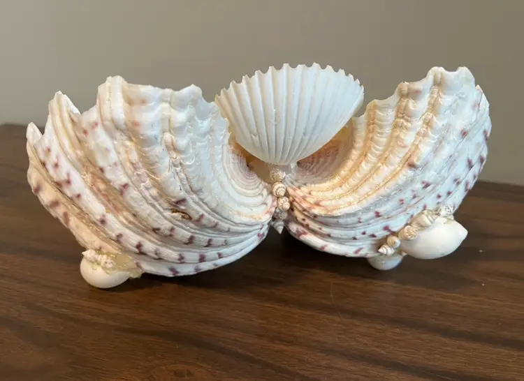 Real Shell Trinket Dish