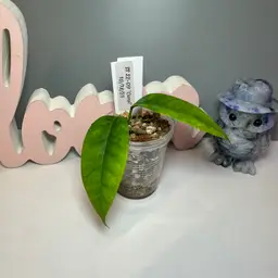 97 SS 22-09 ‘Carol’ (Wallichii x Phyllura)