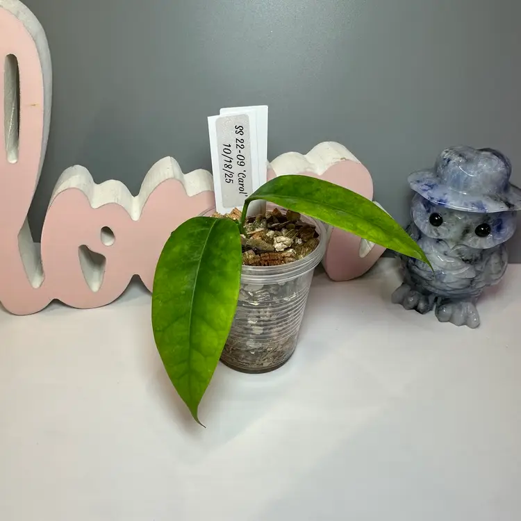 97 SS 22-09 ‘Carol’ (Wallichii x Phyllura)