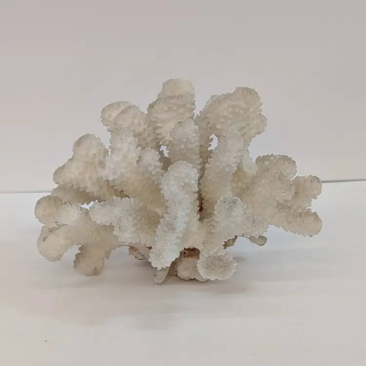 Vintage Natural White Lettuce Coral Cluster Reef Saltwater Fish Tank Decor 6.5 x 4"