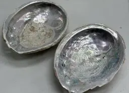 Abalone Shells 2 Sea Shell Décor Craft Natural Large