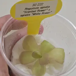 SC-222 Pinguicula agnata "Scented Flower" x agnata "White Flower"