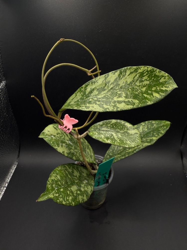 Hoya Crassipetiolata x ‘Michele’ (Clone 2)