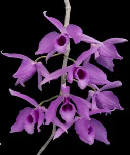 “Hono Hono” orchid - Dendrobium anosmum (purple flower)