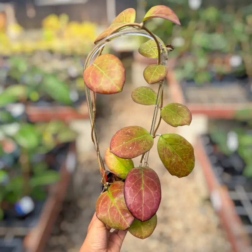 PS0552 - Hoya AH1025