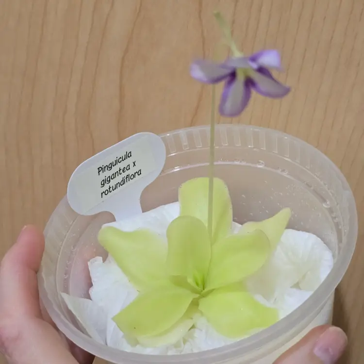 Pinguicula gigantea x rotundiflora