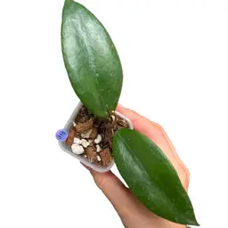 316 Ngo Minh 05 (illagiorum x caudata Sumatra)