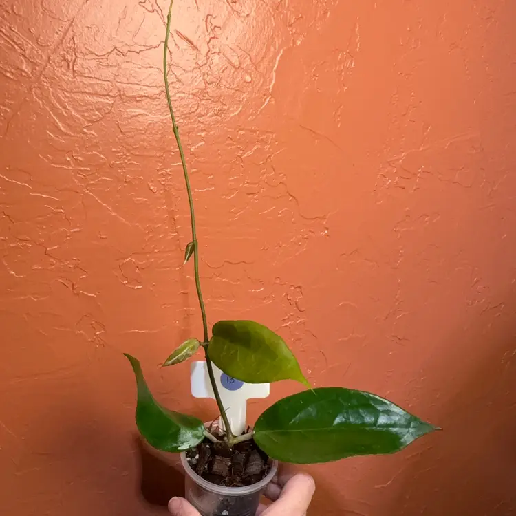 13 Hoya ‘Jennifer’ x unk