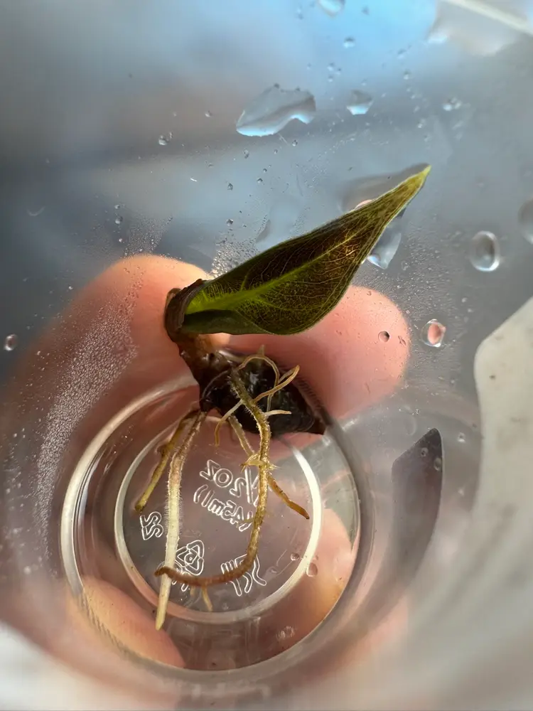 1046 | Alocasia Pink Dragon Corm