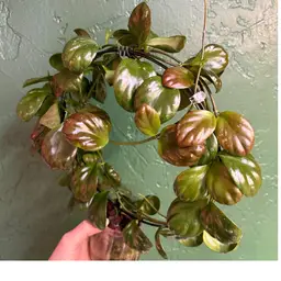 Hoya NOID (clamshell) cuttings