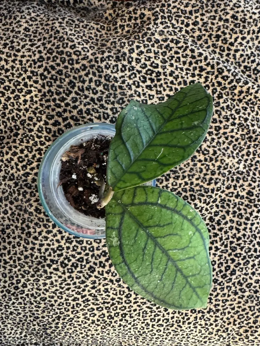 Hoya Callistophylla Vena 3 inch pot