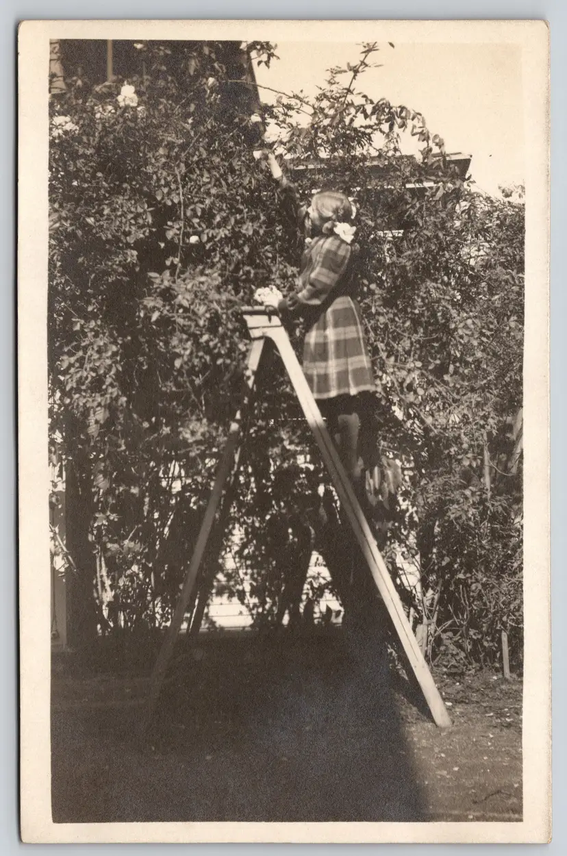 Postcard RPPC Young Woman on Ladder Picking Roses Real Photo Young Girl - 9045