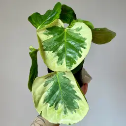 Polyscia scutellaria Variegated albo