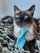 bluecat785