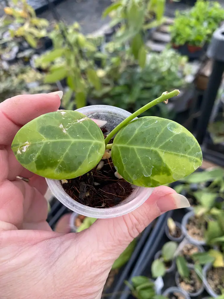 Hoya Obscura Albo GC