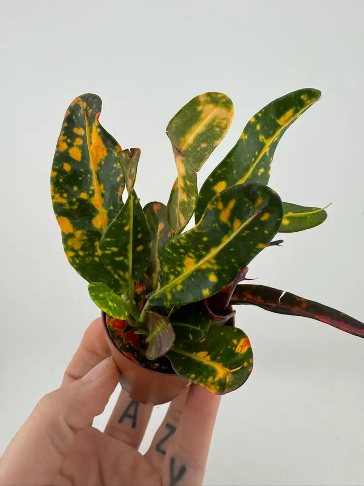 1090 | 2” Croton Mammey
