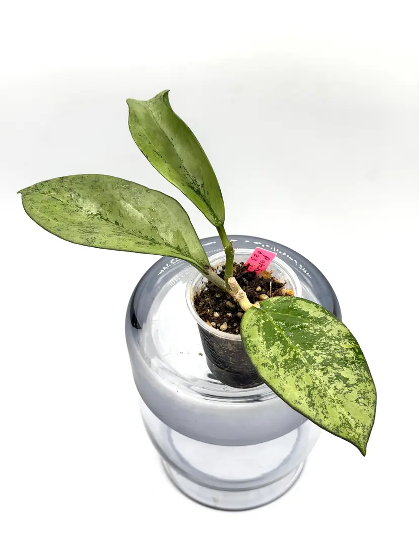 Hoya patcharawalai silver/splash + Bonus Cutting