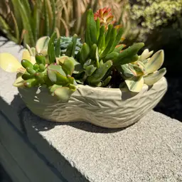 Peanut Succulent Planter