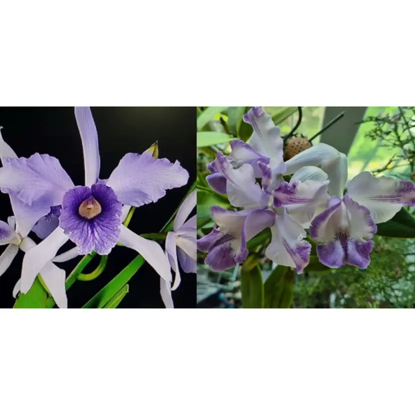 Lc. Purpurato-Rex coerulea 'Got The Blues' HCC x C. intermedia aquinnii coerulea orlata - 2.5” Pot