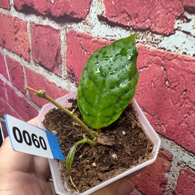 Hoya Anne